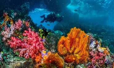 Palau - rafy koralowe