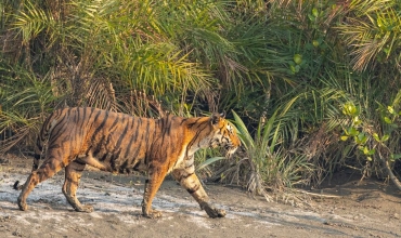 Sundarbany – królestwo tygrysa bengalskiego, egzotyczna wycieczka z Prestige Tours