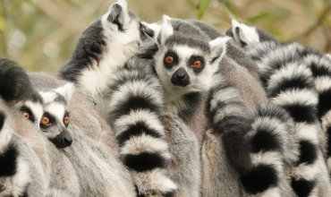madagaskar - wycieczka egzotyczna z Prestige Tours