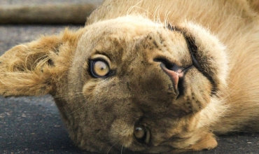 Park Narodowy Krugera