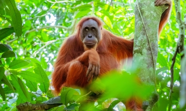 Poszukiwanie Orangutanów na Sumatrze