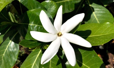 Tiare Tahiti