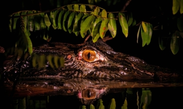 Amazonia nocą