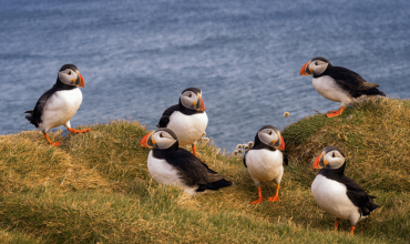 Ptaki Wysp Owczych – ciekawostki