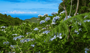 Przyroda Azorów – wulkaniczne krajobrazy i wyjątkowa przyroda Atlantyku