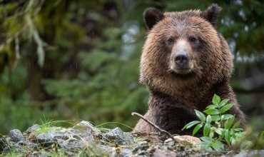 Grizzly