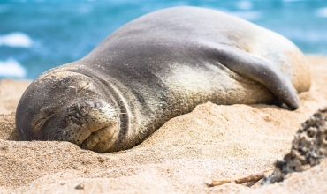 Niezwykłe zwierzęta Hawajów