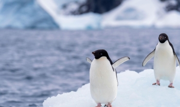 Pingwiny Antarktydy – niezwykłe ptaki lodowego kontynentu