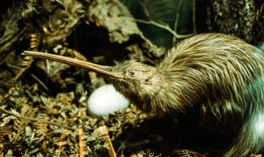 Kiwi ptak Nowej Zelandii