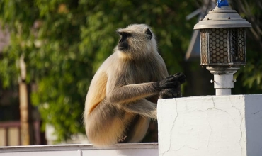 Najciekawsze zwierzęta Indochin, które warto poznać