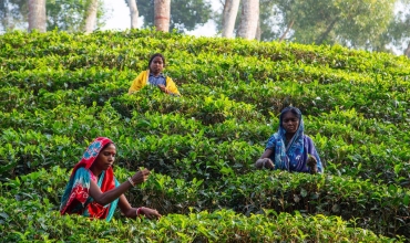 Herbata z Bangladeszu – plantacje Sreemangal od środka. Egzotyczna wycieczka z Prestige Tours.