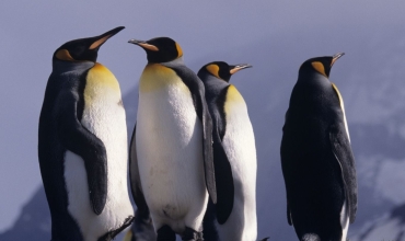 Pingwiny królewskie na Georgii Południowej – największe kolonie ptaków subantarktycznych