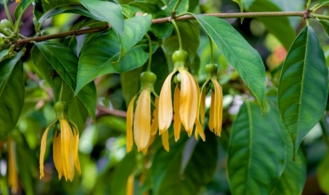 Komory – Wyspy Perfumowe, gdzie powietrze pachnie ylang-ylang