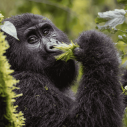 Goryle górskie w Ugandzie – trekking w Bwindi i ciekawostki