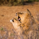 Kiedy jechać na safari do Kenii i Tanzanii? Jak zmienia się Afryka w ciągu roku