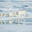 Niedźwiedzie polarne na Spitsbergenie – jak żyją królowie Arktyki?