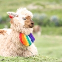 Lama w kulturze andyjskiej