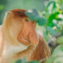 Małpy nosacze – niezwykłe naczelne, które stały się symbolem Borneo