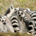 madagaskar - wycieczka egzotyczna z Prestige Tours