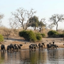 Park Narodowy Chobe – safari w królestwie słoni