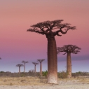 Baobaby Madagaskaru – niezwykłe drzewa wyspy lemurów