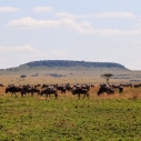 Wielka Piątka Afryki – jakie zwierzęta do niej należą i gdzie je zobaczyć na safari?