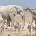 Park Narodowy Etosza w Namibii - wyprawa z Prestige Tours