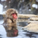Jigokudani Monkey Park - wycieczka z Prestige Tours