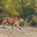 Sundarbany – królestwo tygrysa bengalskiego i największy las namorzynowy świata