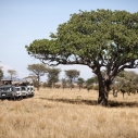 Serengeti – safari, które trudno porównać z czymkolwiek innym