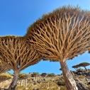 Smocze drzewa Sokotra — tajemnice, biologia i wyzwania