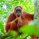 Droga do „leśnych ludzi” - w poszukiwaniu orangutanów