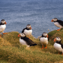 Ptaki Wysp Owczych – ciekawostki