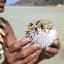 Sokotra — rafy, nurkowanie, Galapagos Oceanu Indyjskiego
