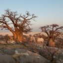 Botswana - najlepsze Safari w Afryce