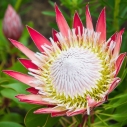 fynbos w RPA