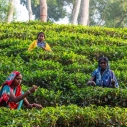 Herbata z Bangladeszu – plantacje Sreemangal od środka