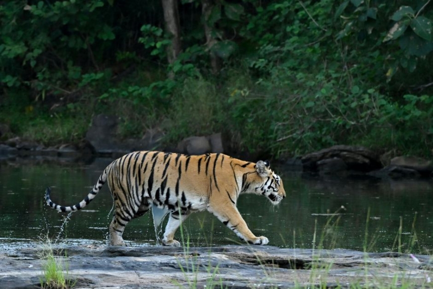 Czy naprawdę można spotkać tygrysa bengalskiego w Bangladeszu? Egzotyczne wycieczki z Prestige Tours