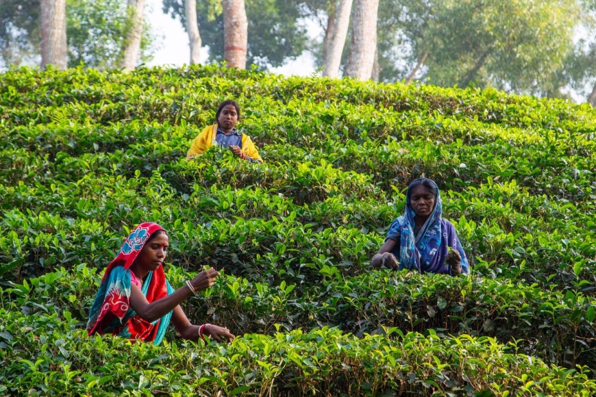 Herbata z Bangladeszu – plantacje Sreemangal od środka. Egzotyczna wycieczka z Prestige Tours.
