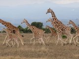 KENIA TANZANIA Z WYPOCZYNKIEM NA ZANZIBARZE 16 DNI #25