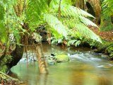 Mt Field National Park w Tasmanii #5