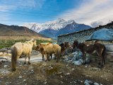 Jomsom, Mustang #7