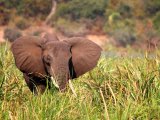UGANDA RWANDA 14 DNI #6