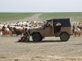 Mongołowie odpoczywający przy terenowym aucie na stepie, w otoczeniu stada kóz i owiec – codzienna scena z życia nomadów w Mongolii #4