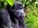 UGANDA RWANDA 14 DNI #1