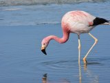 Flamingi, Peru Boliwia wycieczka #1
