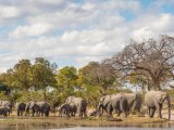 BOTSWANA – ekskluzywne safari 14 dni #8