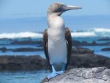 REJS PO WYSPACH GALAPAGOS 4/8 dni #2