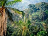 Togo, lasy tropikalne #4