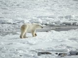 Niedźwiedź polarny #5